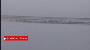 ورود سی هزار قطعه از پرندگان مهاجر به تالابهای مهاباد