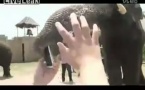 فیل موبایل خور- ویدیوی جالب و دیدنی