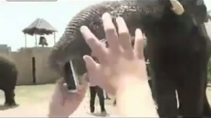 فیل موبایل خور- ویدیوی جالب و دیدنی