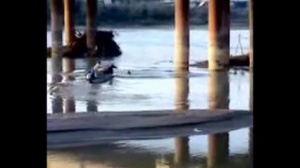 آب رودخانه کارون،آبی با طعم مرگ،نفت وفاضلاب