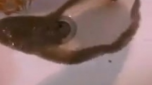 احیای زاینده رود به قیمت مرگ کارون+فیلم