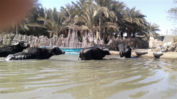 نابودی بزرگترین تالاب در قاره آسیا نابودی بزرگترین تالاب در قاره آسیا