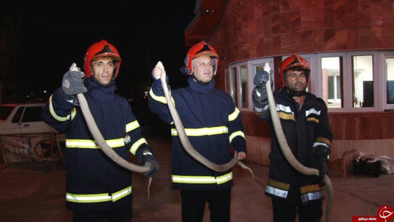 گرفتن سه مار افعی مهاجر از کرمانشاه در یک منزل مسکونی در نوشهر گرفتن سه مار افعی مهاجر از کرمانشاه در یک منزل مسکونی در نوشهر