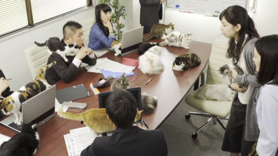 شرکت ژاپن فری: حضور گربه های خانگی در محل کار موجب کاهش استرس کارمندان می شود شرکت ژاپن فری: حضور گربه های خانگی در محل کار موجب کاهش استرس کارمندان می شود