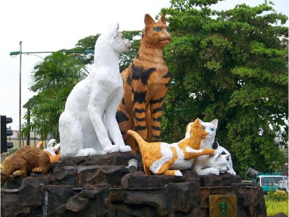  کوچینگ شهری در کشور مالزی برای عاشقان گربه