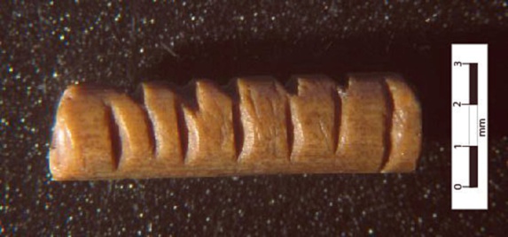 انسان ها چگونه نسبت به نئاندرتال ها دوام آورده اند؟ انسان ها چگونه نسبت به نئاندرتال ها دوام آورده اند؟