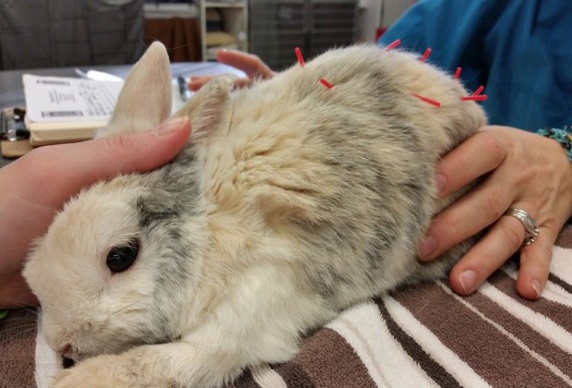 درمان حیوانات با طب سوزنی
