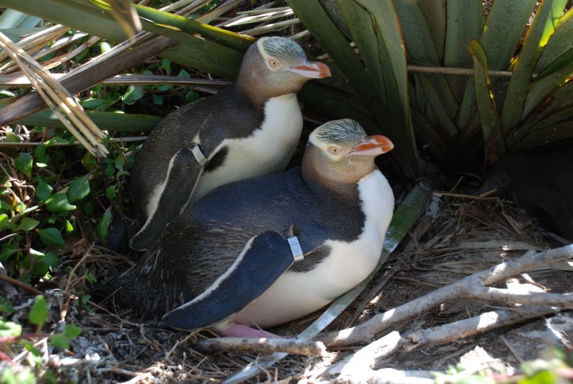 کاهش نگران کننده کمیاب‌ ترین گونه پنگوئن