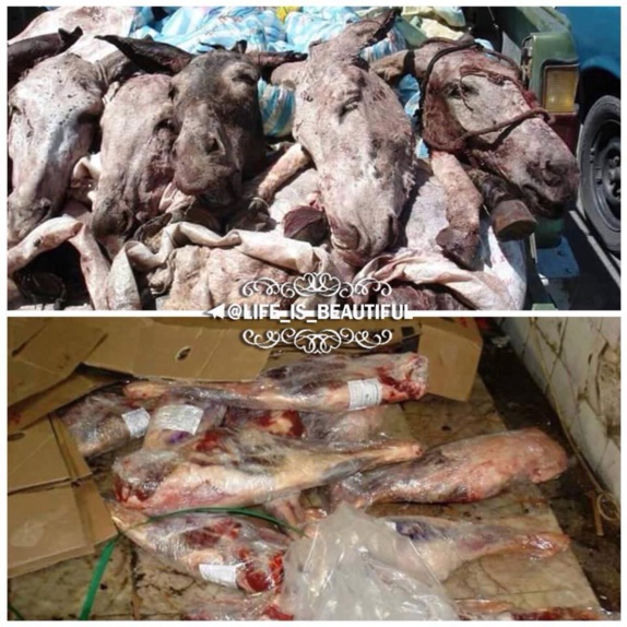 کشف 2000هزار کیلوگرم #گوشت خر و سگ ازشرکت سوسیس وکالباس سازی توس #مشهد جهت آگاهی کشف 2000هزار کیلوگرم #گوشت خر و سگ ازشرکت سوسیس وکالباس سازی توس #مشهد جهت آگاهی