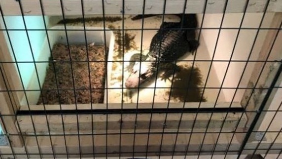 پلیس بیش از ۸۰۰ خزنده را در خانهای در جنوب سویدن پیدا کرده است پلیس بیش از ۸۰۰ خزنده را در خانهای در جنوب سویدن پیدا کرده است