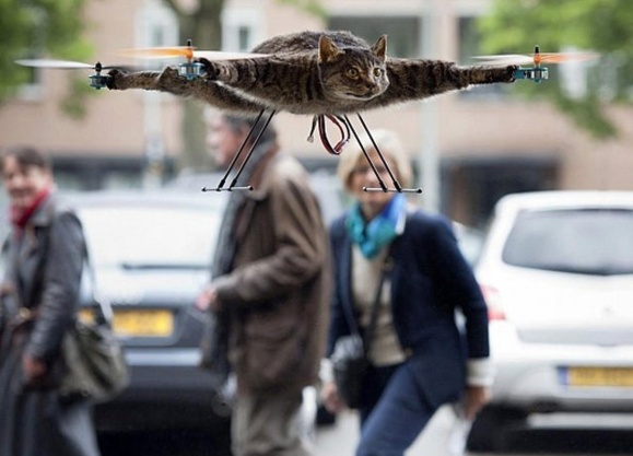 یک مبتکر هولندی گربه مرده خود را به پرواز در آورد