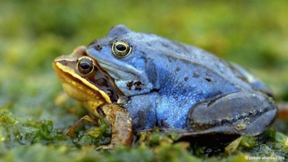 آیا حیوانات هم از سکس احساس لذت و رضایت میکنند؟ آیا حیوانات هم از سکس احساس لذت و رضایت میکنند؟