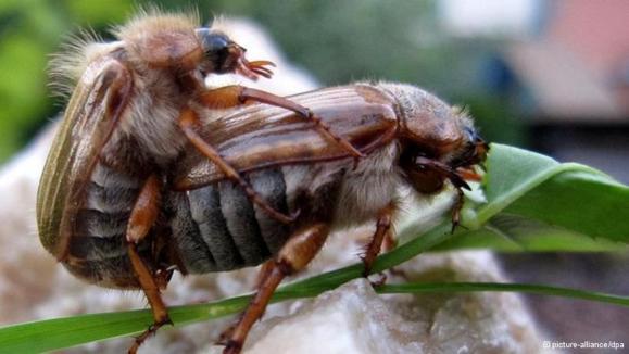 آیا حیوانات هم از سکس احساس لذت و رضایت میکنند؟ آیا حیوانات هم از سکس احساس لذت و رضایت میکنند؟