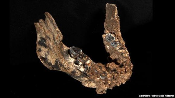 کشف سومین گونه انسان نخستین در آفریقا