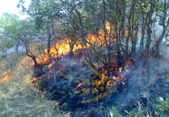 مراتع و جنگل‌های نزدیک مریوان یک هفته است که در آتش می‌سوزد