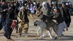 مسابقه سگ‌ جنگی در هرات افغانستان