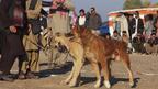 مسابقه سگ‌ جنگی در هرات افغانستان
