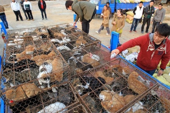 نجات ۱۰۰۰ گربه در راه آشپزخانه ای در چین