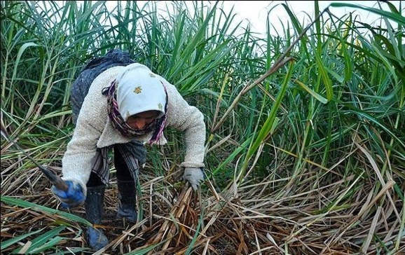 مروری بر مستند «پشتِ مزرعهِ نیشکر» /زهرا غزنویان مروری بر مستند «پشتِ مزرعهِ نیشکر» /زهرا غزنویان
