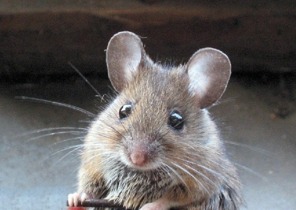 «داروی جوانی» روند پیری موش ها را معکوس کرد