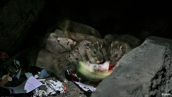 پیدایش موش های پنج کیلویی وبه سایز گربه در تهران