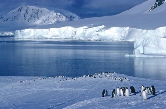 به گفته دانشمندان روس نمونه برداری بیشتر از آبهای قطب جنوب می تواند کشف یک باکتری جدید را ثابت کند