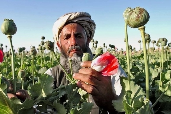 سازمان ملل: افغانستان امسال در کشت خشخاش رکورد می‌زند