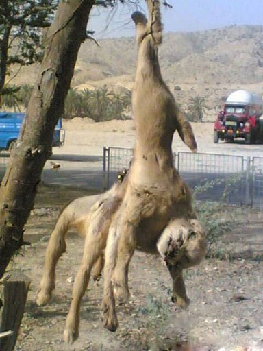 نيروگاه اتمی بوشهر و ظهور حیوانات عجیب الخلقه+عکس