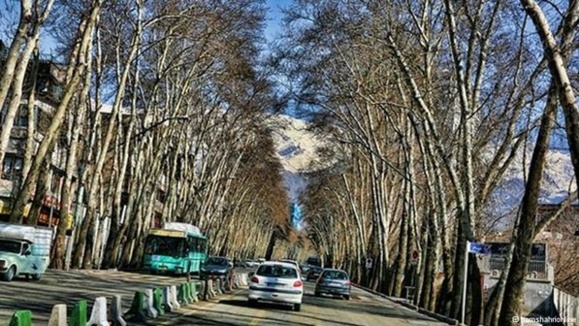 مرگ شبانه چنارهای طولانیترین خیابان خاورمیانه/نیوشا صارمی مرگ شبانه چنارهای طولانیترین خیابان خاورمیانه/نیوشا صارمی