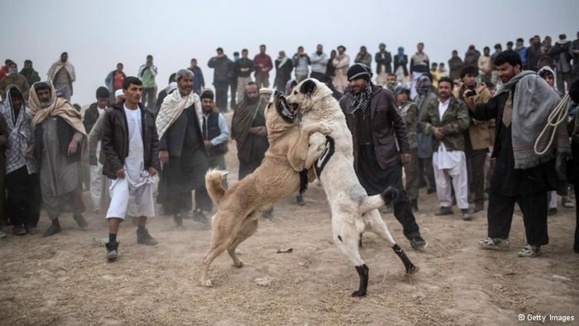 به جنگ انداختن حیوانات، سرگرمی محبوب در افغانستان به جنگ انداختن حیوانات، سرگرمی محبوب در افغانستان