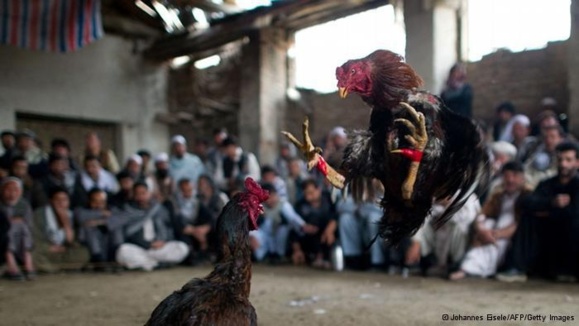 به جنگ انداختن حیوانات، سرگرمی محبوب در افغانستان به جنگ انداختن حیوانات، سرگرمی محبوب در افغانستان