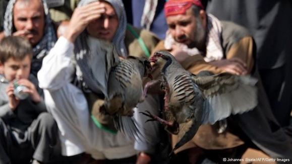 به جنگ انداختن حیوانات، سرگرمی محبوب در افغانستان به جنگ انداختن حیوانات، سرگرمی محبوب در افغانستان