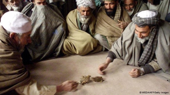 به جنگ انداختن حیوانات، سرگرمی محبوب در افغانستان به جنگ انداختن حیوانات، سرگرمی محبوب در افغانستان