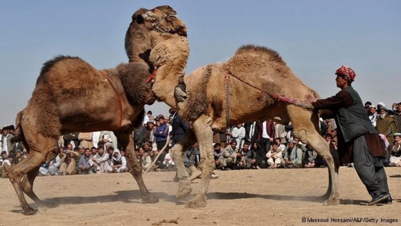 به جنگ انداختن حیوانات، سرگرمی محبوب در افغانستان به جنگ انداختن حیوانات، سرگرمی محبوب در افغانستان