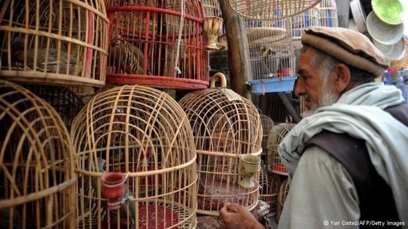 به جنگ انداختن حیوانات، سرگرمی محبوب در افغانستان به جنگ انداختن حیوانات، سرگرمی محبوب در افغانستان