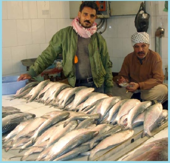 خرمشهر(محمره) 25 سال پس از پایان جنگ / فاطمه جمالپور خرمشهر(محمره) 25 سال پس از پایان جنگ / فاطمه جمالپور