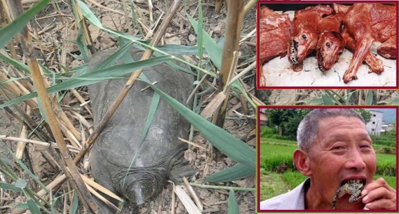 کارکنان چینی با خوردن لاک‌ پشتهای هور الحویزه این گونه نادر را در معرض تهدید قرار دادند