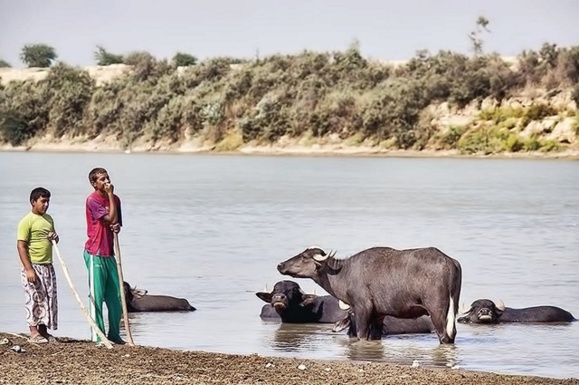 «كارون» شهرستاني در دل شهر اهواز/گزارشي از مصايب گاوميش داران كوت عبدالله «كارون» شهرستاني در دل شهر اهواز/گزارشي از مصايب گاوميش داران كوت عبدالله