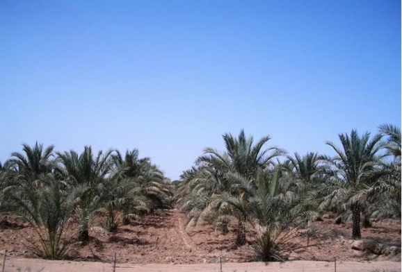 خطر جدی ونابودی نخلستانهای بوشهر در پی ورود هزاران لیتر اسید به رودخانه دالکی خطر جدی ونابودی نخلستانهای بوشهر در پی ورود هزاران لیتر اسید به رودخانه دالکی