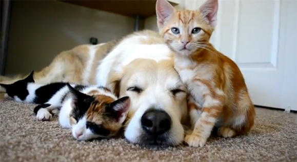 حادثه ای نادر در شهر دیوانیه عراق؛ یک توله سگ 3 گربه بدنیا آورد+ویدیو حادثه ای نادر در شهر دیوانیه عراق؛ یک توله سگ 3 گربه بدنیا آورد+ویدیو