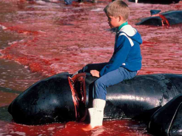 داعشیان دریایی که خود را چوپان دریا می خوانند و رسم سالیانه کشتار وال ها در گرینلند در شمال آتلانتیک +فیلم داعشیان دریایی که خود را چوپان دریا می خوانند و رسم سالیانه کشتار وال ها در گرینلند در شمال آتلانتیک +فیلم