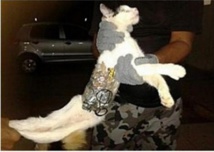 داعش حیوانات اهلی را به عناصر انتحاری تبدیل کرد+عکس داعش حیوانات اهلی را به عناصر انتحاری تبدیل کرد+عکس