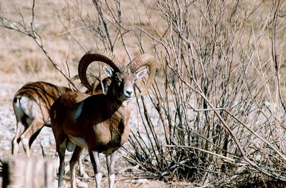 جان دادن گونه های کم ياب حيات وحش در باتلاق بیآبی هرمزگان جان دادن گونه های کم ياب حيات وحش در باتلاق بیآبی هرمزگان
