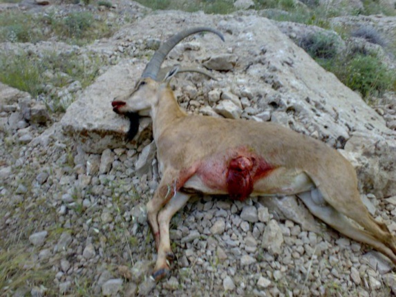 جان دادن گونه های کم ياب حيات وحش در باتلاق بیآبی هرمزگان جان دادن گونه های کم ياب حيات وحش در باتلاق بیآبی هرمزگان