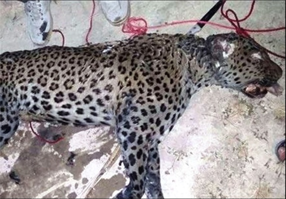 جان دادن گونه های کم ياب حيات وحش در باتلاق بیآبی هرمزگان جان دادن گونه های کم ياب حيات وحش در باتلاق بیآبی هرمزگان