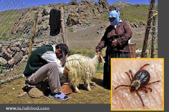 شیوع ویروس خطرناک "تب کریمه کنگو" در ایران