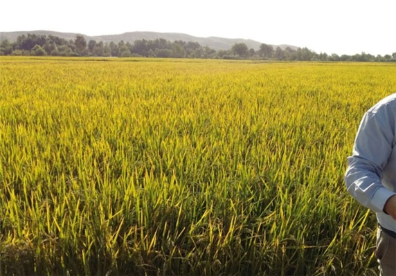 گزارش مستند خبرگزاری فارس/آب شرب مردم عرب را برای آبیاری مزارع برنج اصفهانیها بردند گزارش مستند خبرگزاری فارس/آب شرب مردم عرب را برای آبیاری مزارع برنج اصفهانیها بردند