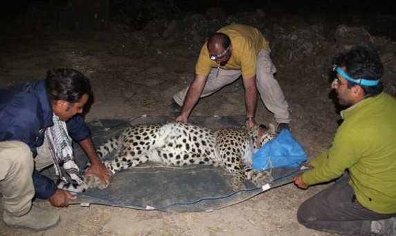 پلنگ مجهز به گردنبند ردیاب نيز از جهنم ايران گریخت و وارد ترکمنستان شد پلنگ مجهز به گردنبند ردیاب نيز از جهنم ايران گریخت و وارد ترکمنستان شد