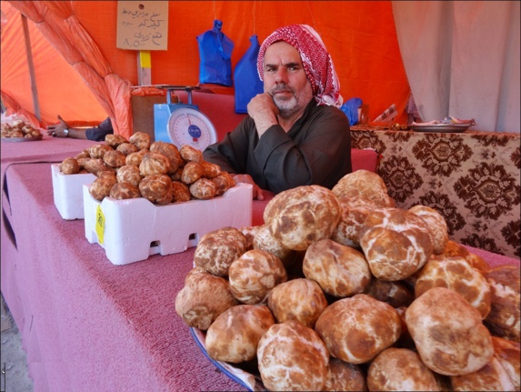 خواص گران قیمت قارچ خوراکی معروف به دنبلان کوهی! خواص گران قیمت قارچ خوراکی معروف به دنبلان کوهی!