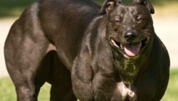 چینیها با دستکاری ژنتیک سوپرسگ خلق کردند چینیها با دستکاری ژنتیک سوپرسگ خلق کردند